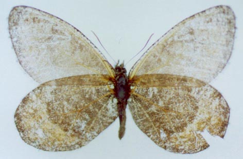 Oeneis alpina exubitor, color image