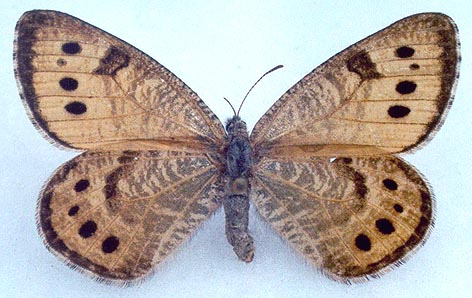 Oeneis lederi, color image