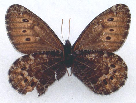 Oeneis nanna jakutski, holotype, color image