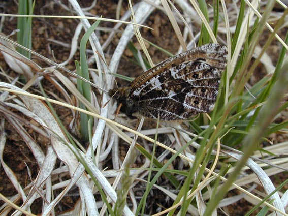 Oeneis nanna in nature, color image