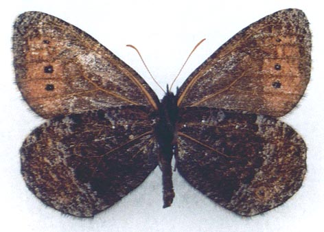 Oeneis patrushevae, holotype, color image