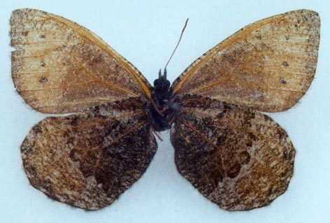 Oeneis patrushevae, color image