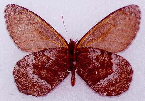 Oeneis philipi, paratype, color image