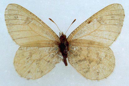 Oeneis sculda pseudosculda, color image