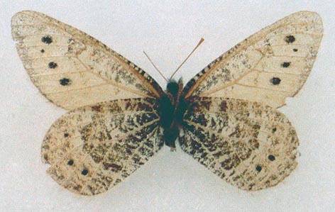 Oeneis sapozhnikovi, holotype, color image