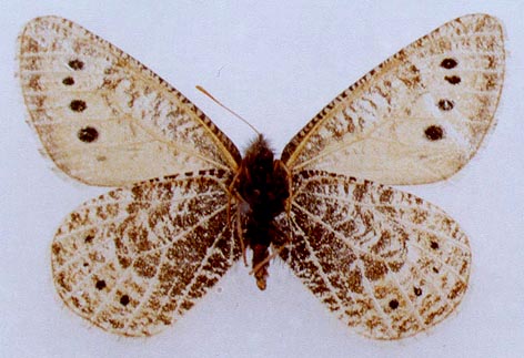 Oeneis sapozhnikovi, paratype, color image