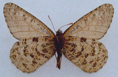 Oeneis sculda pseudosculda, color image