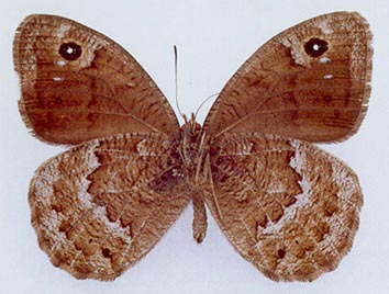 Satyrus ferula liupiuschani, color image