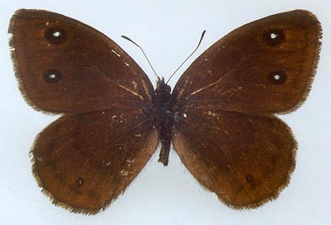 Satyrus ferula medvedevi, holotype, color image