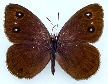 Satyrus ferula medvedevi, color image