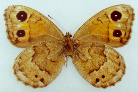 Satyrus ferula sergeevi, female paratype, color image