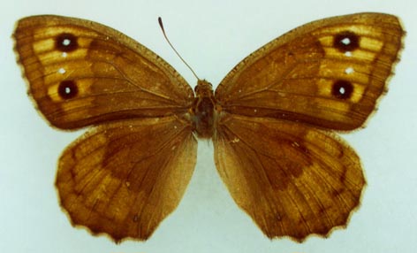 Satyrus ferula sergeevi, holotype, color image