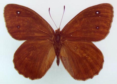 Satyrus ferula sergeevi, male paratype, color image