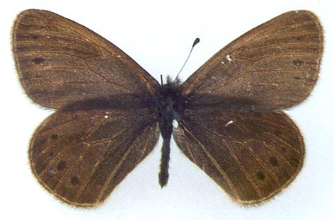 Triphysa nervosa sacha, holotype, color image